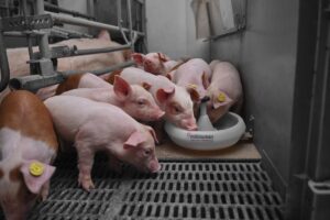 Varkenssector China verschuift naar efficiëntie