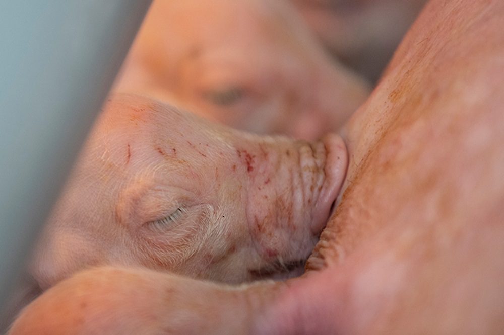 Snelle PRRS-verspreiding in de kraamstal voorkomen