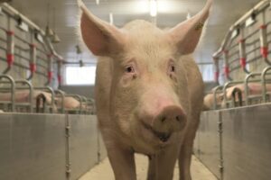 Fundament voor duurzame zeugen