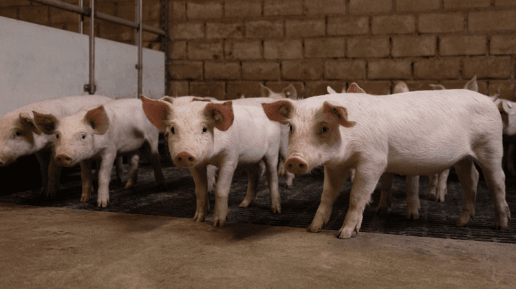 Programma voor gespeende biggen