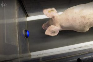 Varkens naar de fitness? 