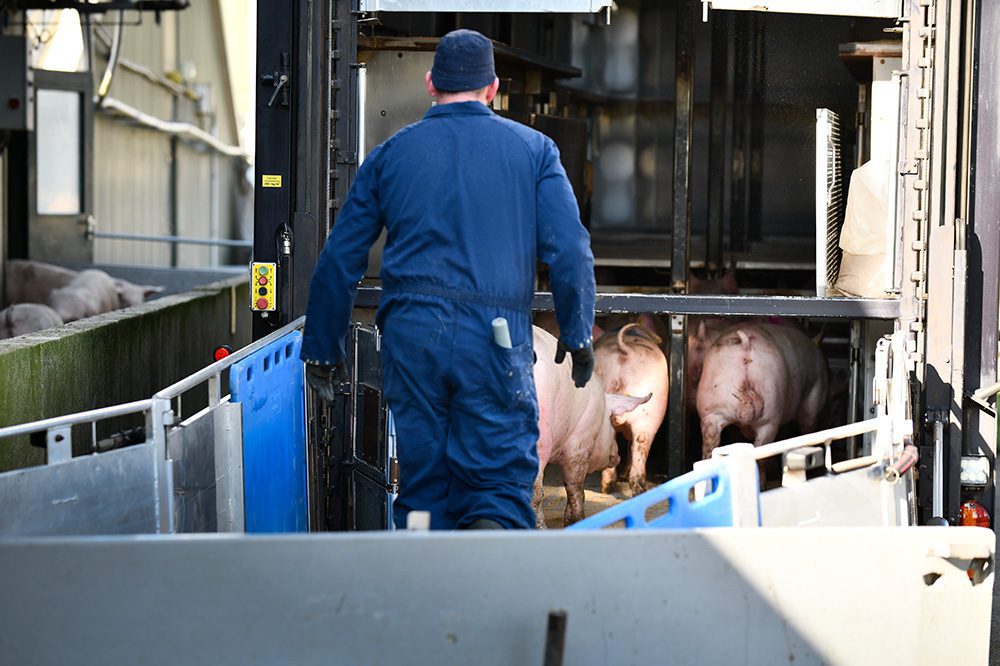 EU-varkenshouderij: groei zit niet langer in volume