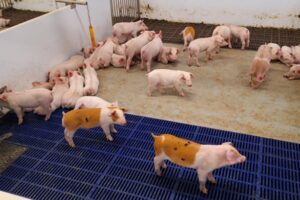 “Snel en gescheiden afvoeren van mest beperkt emissies van gassen, geur en fijnstof”