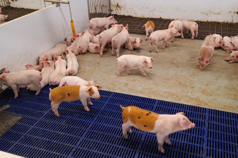 “Snel en gescheiden afvoeren van mest beperkt emissies van gassen, geur en fijnstof”