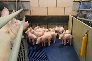 Diarree bij biggen: check of en welk rotavirus de veroorzaker is