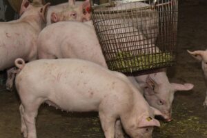 'Kijk nou eens waar die Hollanders mee bezig zijn'