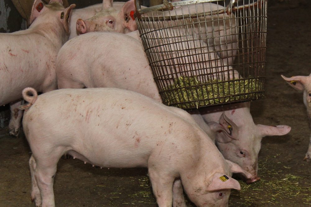 'Kijk nou eens waar die Hollanders mee bezig zijn'