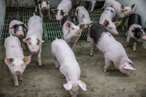 PRRSV-positief: veldvirus of vaccinvirus? Nieuwe test toont het snel aan