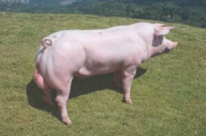 Gedreven selectie brengt toppers met groei tot 1.000 gram per levensdag