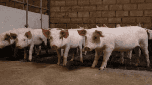 Amandeldoppen als vezelbron na het spenen