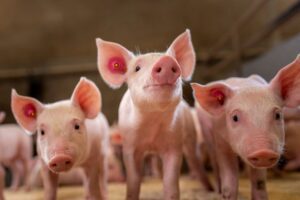 Goede diagnostiek is de basis voor betere diergezondheid en bedrijfsresultaten