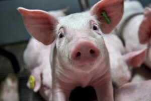 DanBred meldt stevige groeicijfers in 2025