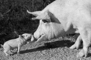 Kraamstaldiarree: een bekend probleem