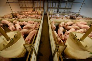 Brandveiligheid gaat verder dan kleinere stalcompartimenten 