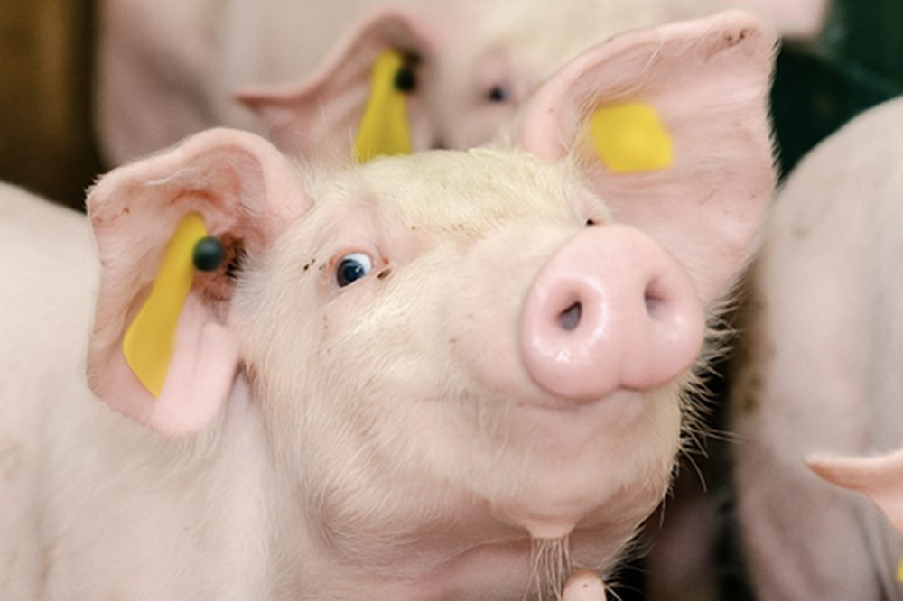 Cyclus van voedingsstoffen 