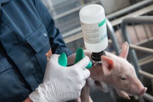 Succesvolle biggenvaccinatie begint met de juiste timing