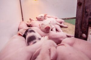 Biggen behandelen, kan het ook anders?