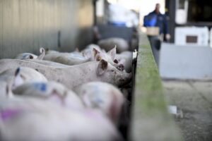Slachtdoordacht-tool helpt u bij het optimaal afleveren van uw vleesvarkens 