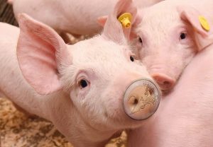 Goede voeropname in kraamhok loont