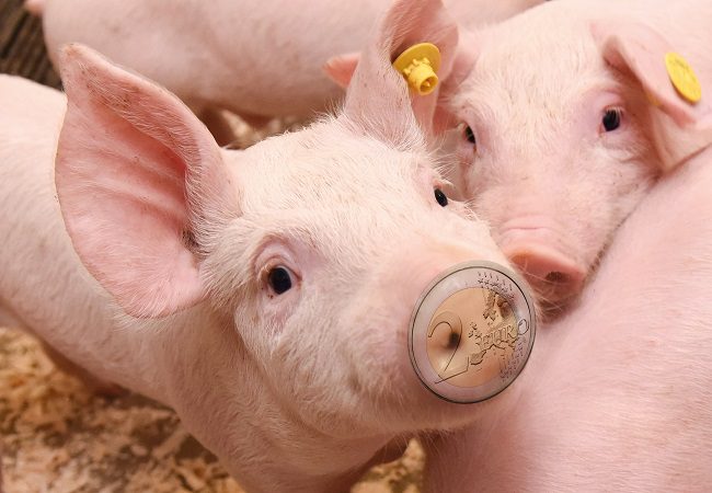 Goede voeropname in kraamhok loont