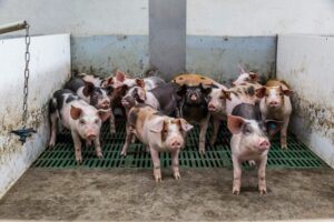 Oornecrose voorkomen bij biggen: praktische tips