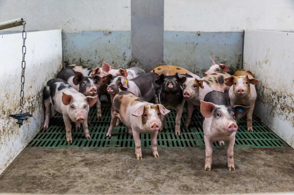Oornecrose voorkomen bij biggen: praktische tips