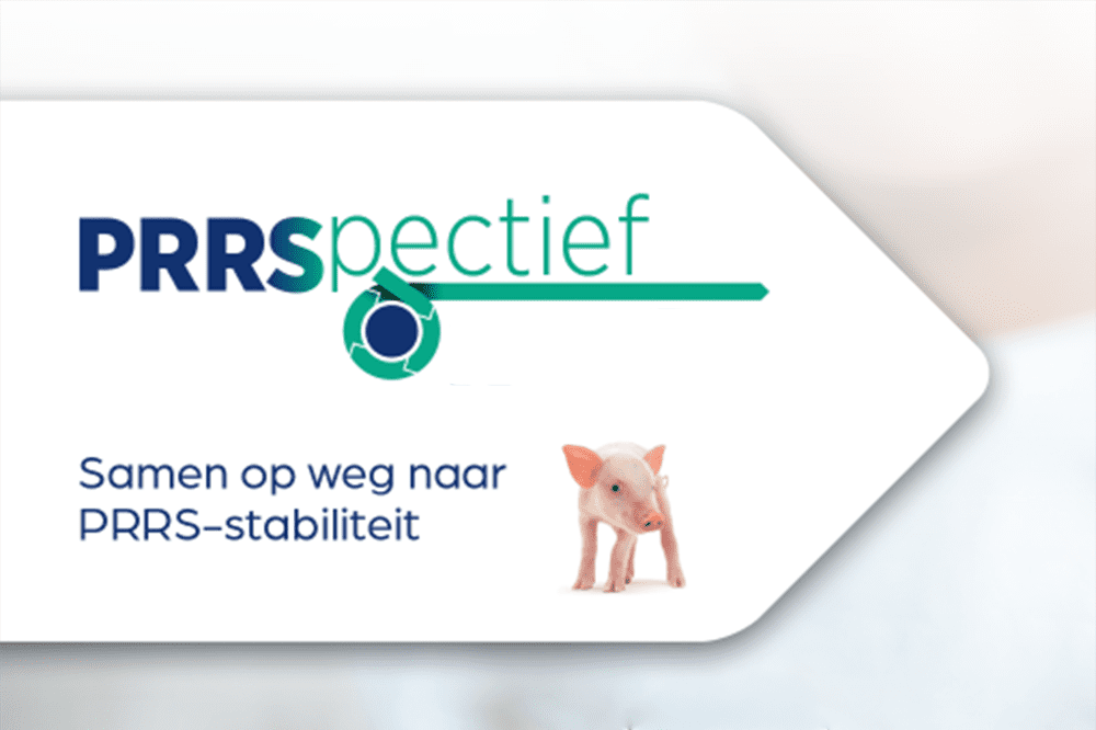 PRRSpectief: samen werken aan stabiele resultaten