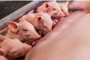 Clostridioides difficile schaadt meer kraamstalbiggen dan E. coli