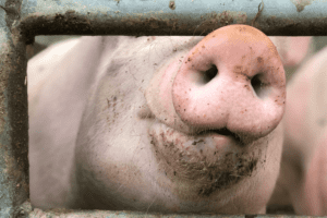 Spaanse varkenssector verstevigt koppositie in EU 