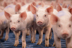 Meer PRRS, meer antibiotica