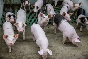 DGZ heeft nieuwe PCR-test voor snelle opsporing van APP bij varkens