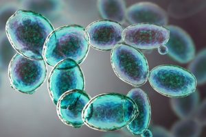 Levende gist bevordert immuniteit 