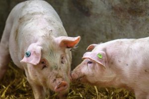 Traansporen bij varkens
