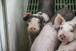 DGZ-rapport: structurele PRRS-monitoring loont voor varkensbedrijven