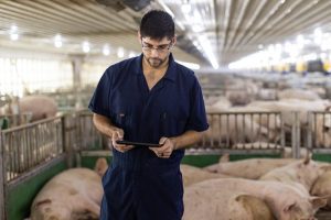 Klauwgezondheid heeft directe invloed op de vruchtbaarheid 