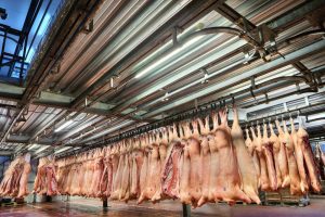 Russische varkensproductie onder druk dooraanvallen in grensregio