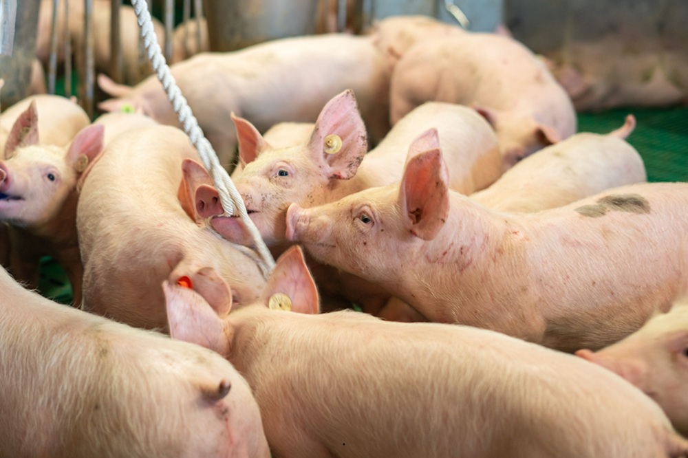 Speekselonderzoek als barometer voor luchtweggezondheid bij varkens