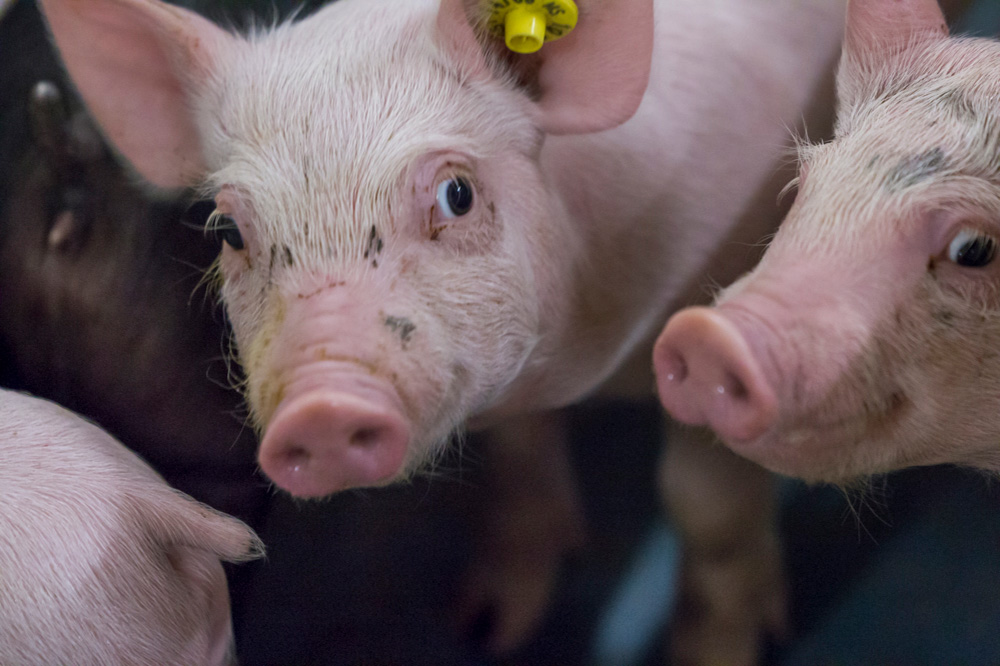 DGZ: autopsiecijfers varkens stabiel in 2025, pneumonie blijft belangrijkste doodsoorzaak