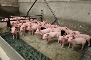 “Brijvoeren interessant vanaf vier- a vijfduizend vleesvarkens”