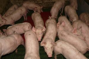 Deense varkenssector moet vrezen voor grote klappen