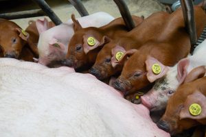 Nieuwe cijfers laten hogere bigoverleving zien bij DanBred