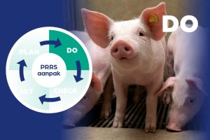 PRRS-antistoffen: wat zegt een positieve test écht?