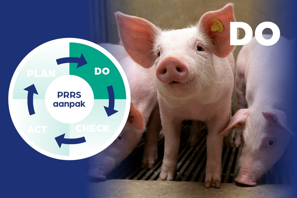 PRRS-antistoffen: wat zegt een positieve test écht?