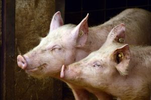 Nieuwe parvo-variant ook gevonden bij Deense varkens 