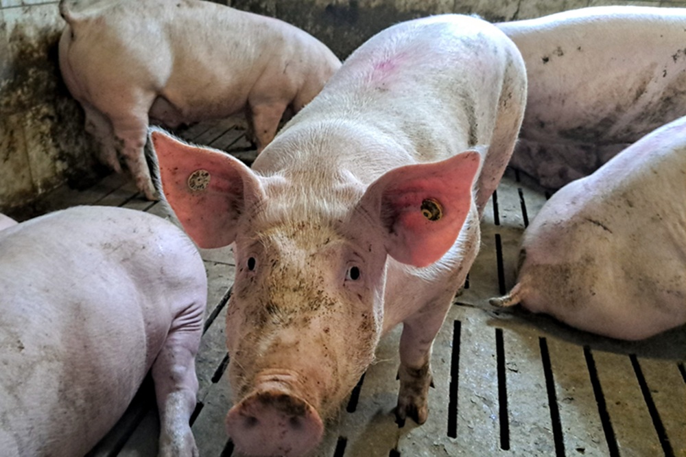 Duitse varkensstapel krimpt verder naar 21 miljoen dieren