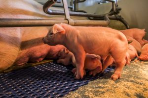 Aangeboren schedelafwijkingen bij biggen: kijk naar genetica én voeding