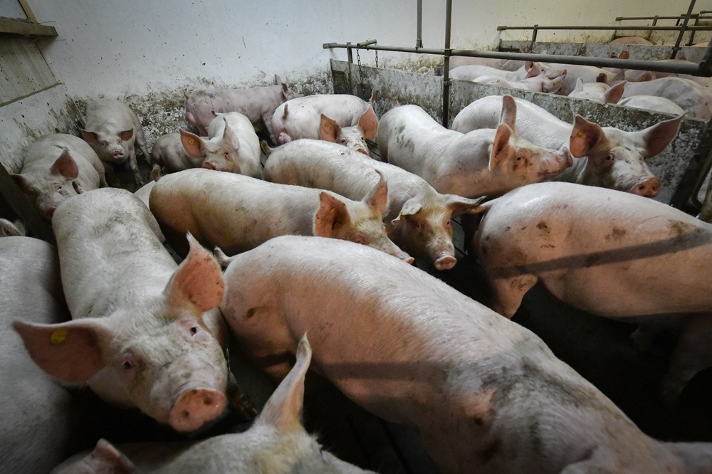 Vlaamse varkensstapel zakt verder tot 4,9 miljoen dieren