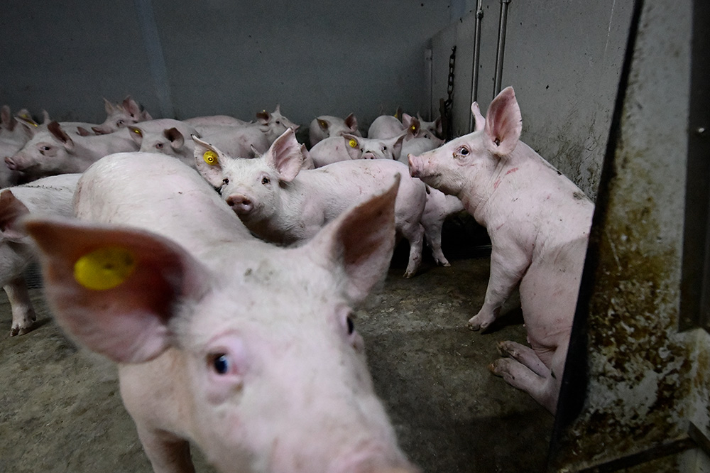 Dierenwelzijn voerde 292 controles uit op veebedrijven: standaardcontroles blijven onaangekondigd