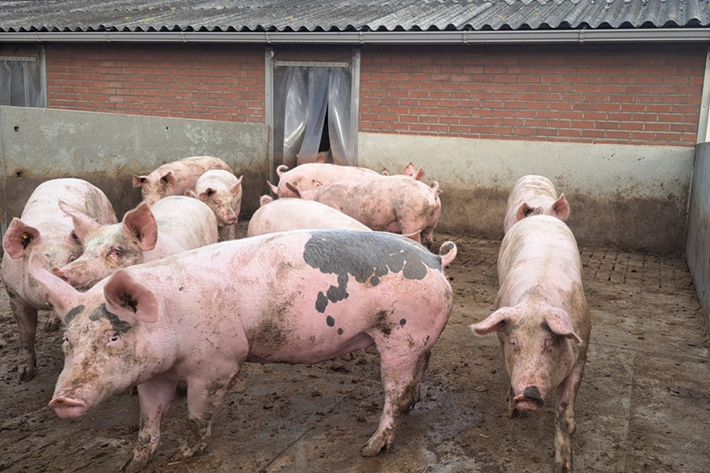 Aantal biologische varkenshouders in Vlaanderen stijgt, biovarkensstapel groeit verder