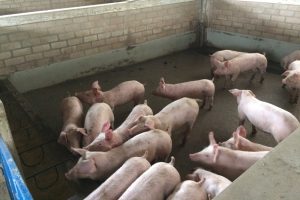 Polen importeert bijna twee keer zoveel varkensvlees als het exporteert